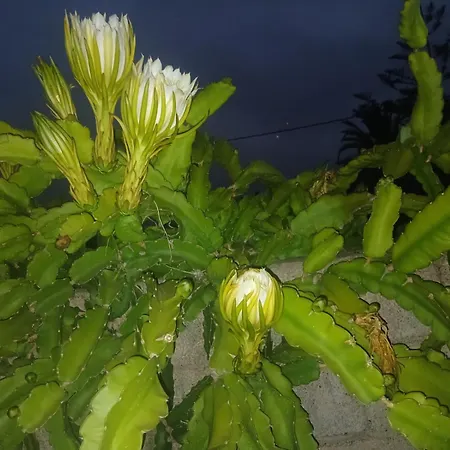 Vivaldi Summer Apartamento Icod De Los Vinos