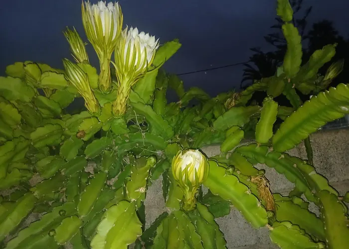 Vivaldi Summer Appartement Icod De Los Vinos